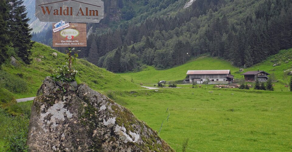 Frühlingserwachen im Zillertal – Krokusblüte im Stilluptal und erste Wanderungen in Tirol